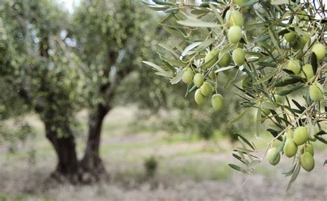 油橄欖樹|Olive tree 油橄欖樹